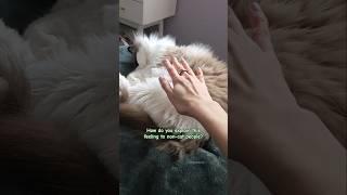 Can never get enough of my purr-fect little belly rub connoisseur ️