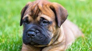 Beautiful Bull Mastiff Dog Best Clips  #shorts #bullmastiff