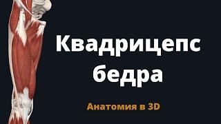 Четырёхглавая мышца бедра. Квадрицепс бедра. Musculus quadriceps femoris. Анатомия в 3-D.