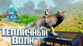 Волк, Пещеры, Скарабей и Всё для Теплицы - ARK Survival Ascended #16