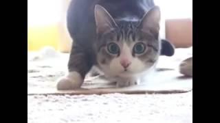 Танцы кота)