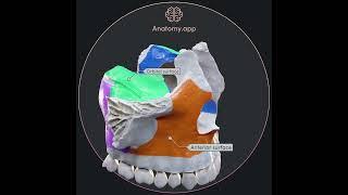 Maxilla and its landmarks