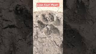 Lion Footprint | #animallover