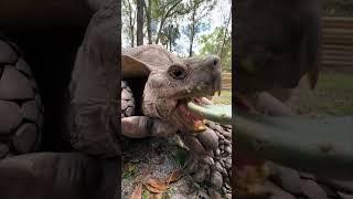 Before & After Animals Growing Up. Amazing Animal Transformation part12 #shorts #tiktok #animals