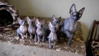 Moon kiss  - канадский сфинкс ( canadian sphynx)