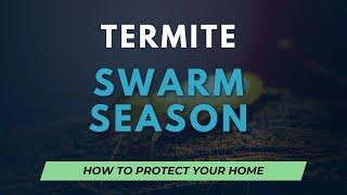 Termite Swarm Season - How to Protect your Home from Devastation!