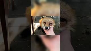  Рыжая-бестыжая морда                                 #fox #animals #лисаалиса #хорошеенастроение