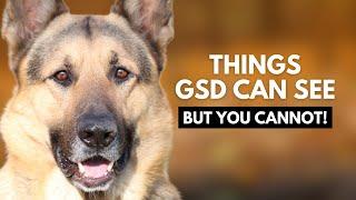 10 Things Your German Shepherd Can See and Hear That You Can’t!