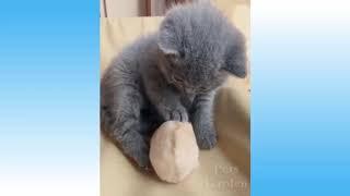 Funny Cute Animals Pets Сats and Dogs Cute Pets And Funny Animals