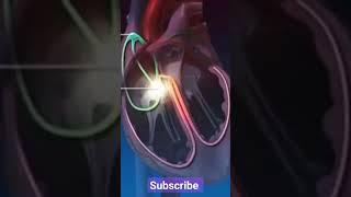 conduction of heart #study #heart#viral #conduction #info #anatomy