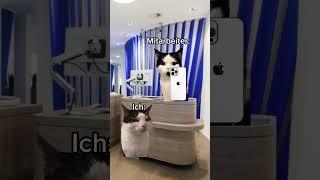 POV: Du raubst eine Bank aus  #funny #cat #lustig #katze #katzenvideos #memes #tiere #cute