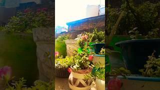#natural garden#ytshorts #video