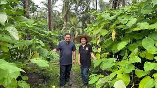 Matuto Magtanim ng ROOTBEER PLANT at CINAMON sa FARM na hindi Intimidating pero Productive!