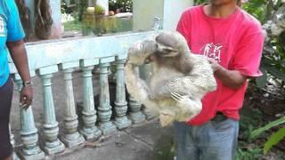 Three-toed sloth...up close and personal