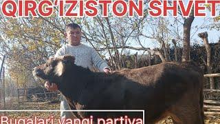 Qirg‘iziston shvet va paroda buqalari. Javohir aka +998947278731