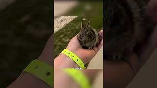 Rabbit scream #animal #shorts