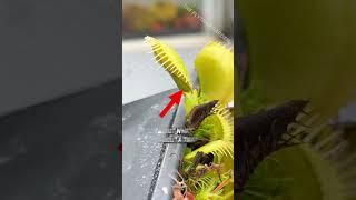 Can a Cut Flytrap Close 