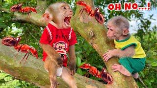 Monkey TiTi and PiPi asked for help when attacked by ants