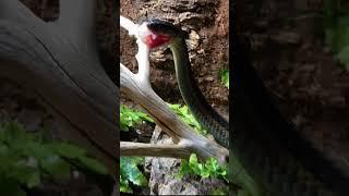 my snake is buffering