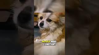 Most Kind Recovery of Dog with Love, Care & Kind #shorts #dog