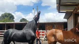 Horse  Mating like Humans 