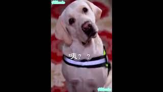 Top 10 smart dogs Music Couldnt-Love