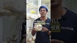 Learn to grow mushrooms organically - and start a side business !