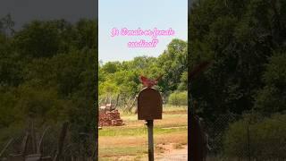 Can you tell if this is a male or female cardinal?#youtubeshorts #cardinals #YouTube