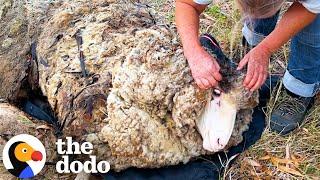 Sheep Covered In Over Eighty Pounds Of Wool Gets A Makeover | The Dodo