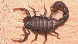 10 Most Dangerous Bugs Around The World