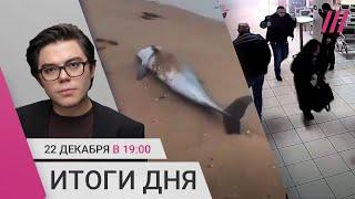 Волна взрывов и поджогов. Премьер Словакии приехал к Путину. Мертвые дельфины в Новороссийске