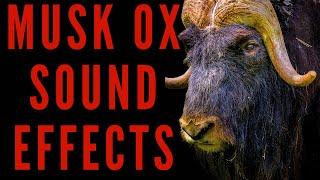 MUSK OX SOUND EFFECTS - Musk Ox Sounds | maktub_ytv