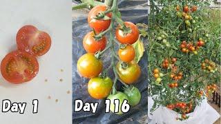 スーパーで買ったミニトマトの種を取って植えてみると… /  How to grow cherry tomatoes from store-bought cherry tomatoes