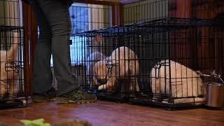 Summer Brook Acres 8 week old puppies learning meal-time manners