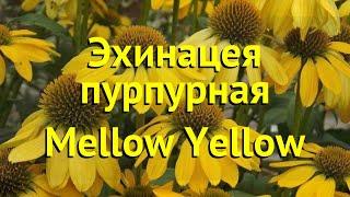 Эхинацея пурпурная Мэллоу Йеллоу. Краткий обзор, описание echinacea purpurea mellow yellow