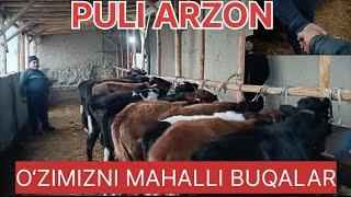 PULI ARZON JOYIDAN MAHALLI BUQALAR