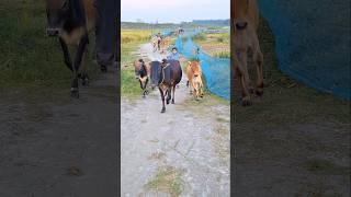 Beckon cow #shorts