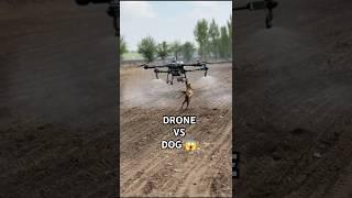 DJI Drone Vs Dog  #dji #shorts #shortsfeed #viralshorts #youtubeshorts #foryou #youtube #funny