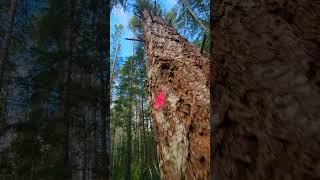 Cinematic Tree Wedging. #mitchzenobitrees #shorts #lumberjack #music