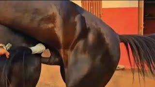 Horse Breeding First Time Female Horse Complete Meeting Horse Mating Horses Breeding _breeding