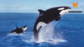 List of Water Animals - Nursery Class