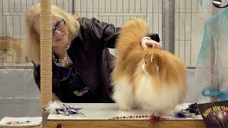 CFA International Show 2018 - Persians in alter class judging