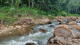 Force and Serenity Combined: Fast River Flowing Through Peaceful Nature - Rushing River Sounds