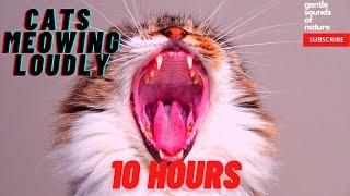 Cats Meowing Loudly (10 hours) compilation