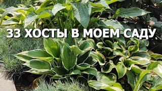 33 Хосты в моем саду | Хосты: уход, где посадить, компаньоны