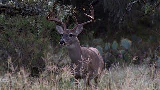 The History Of Whitetail Deer