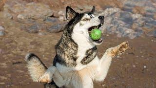 Husky/Malamute is Bad at Catch