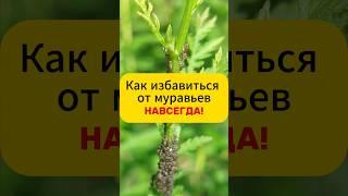 Как избавиться от муравьев навсегда!#дача  #огород  #сад  #вредители  #тля  #муравьи  #лайфхак