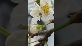 храм Вознесения Господня г.Курганинск.