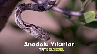 Anadolu Yılanları